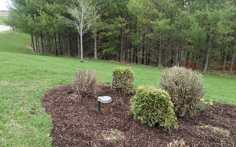 A picture containing grass and trees